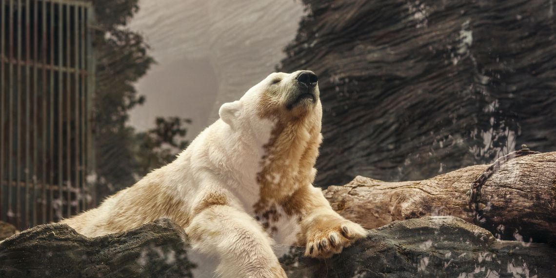 bear